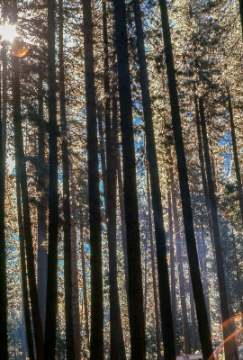 Forest Setting
