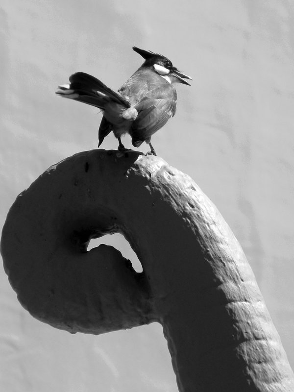 bulbul on trunk.jpg