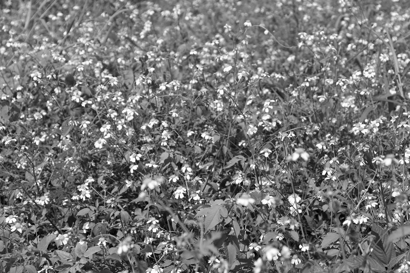 field of flowers.jpg