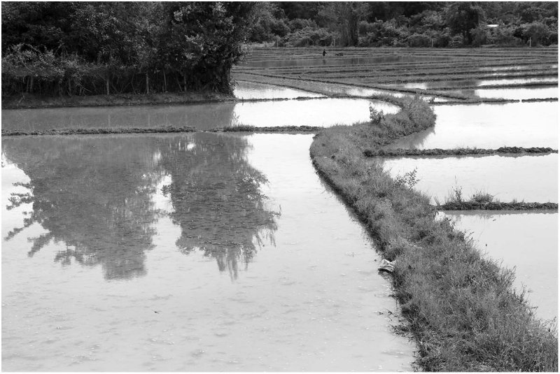 flooded fields.jpg