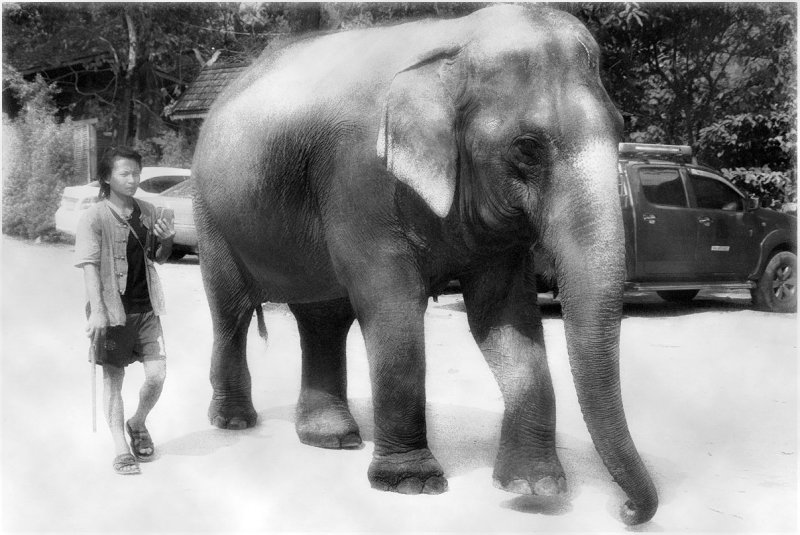 walking the elephant.jpg