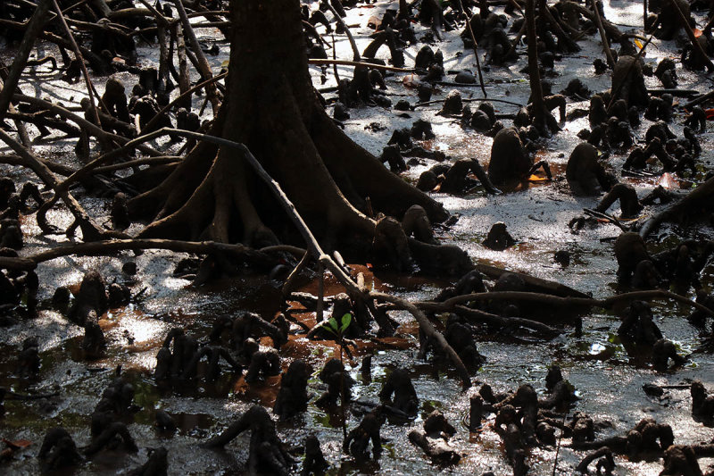 mangrove ground.jpg