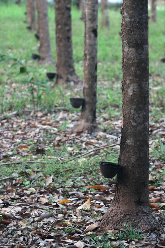 rubber trees.jpg