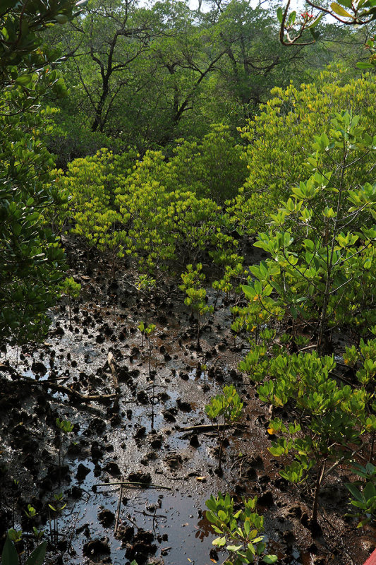 mangrove walk.jpg