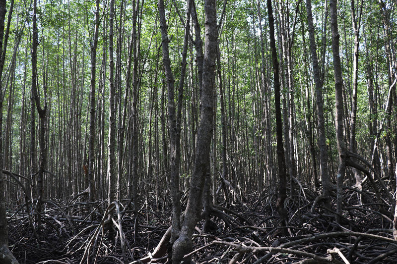 in the mangrove forest.jpg