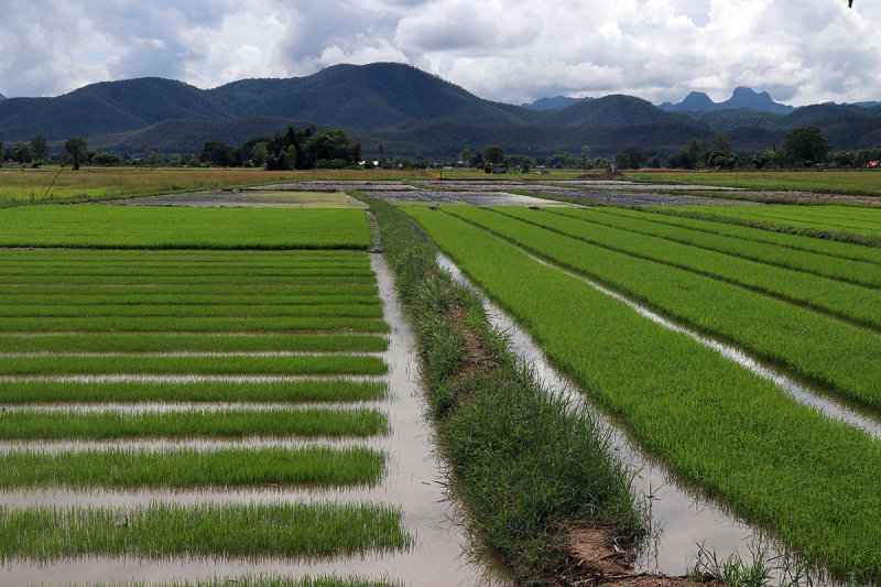 rice seedlings.jpg