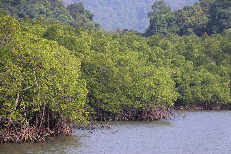 mangrove coast.jpg