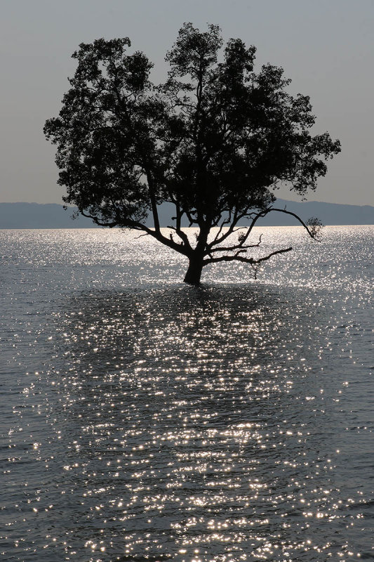 sea tree.jpg