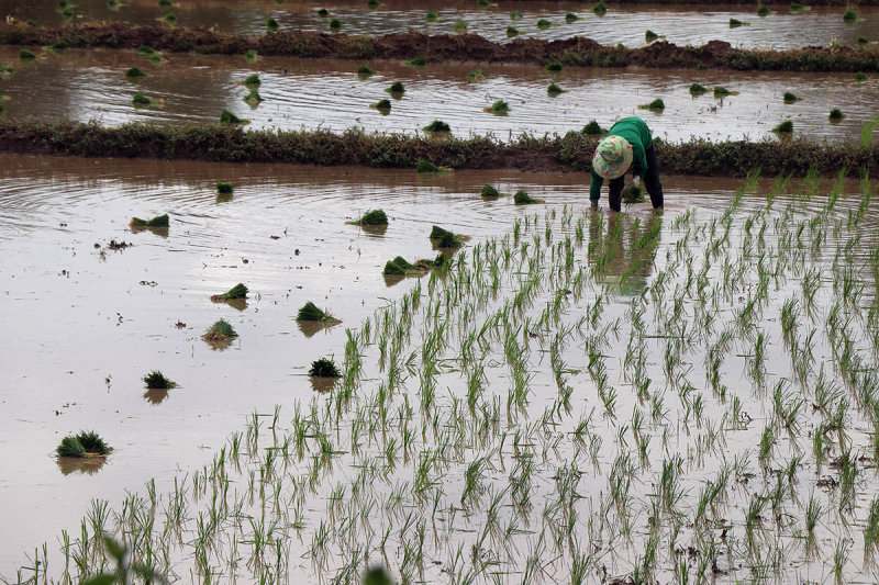 rice planting.jpg