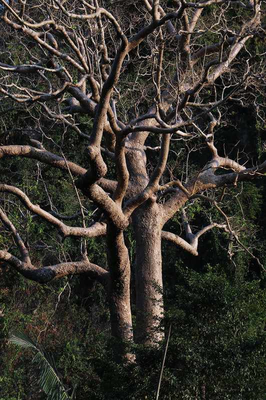 trunk and branches.jpg