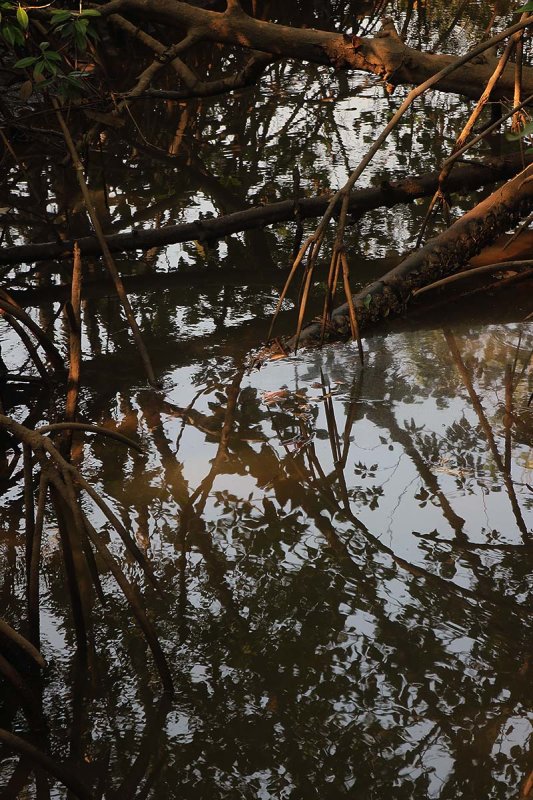 in the thick of the mangroves.jpg