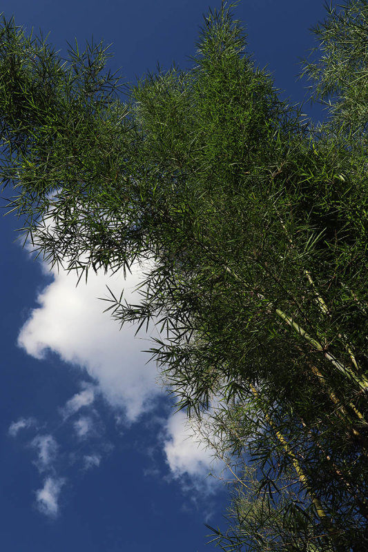 bamboo clouds sky.jpg