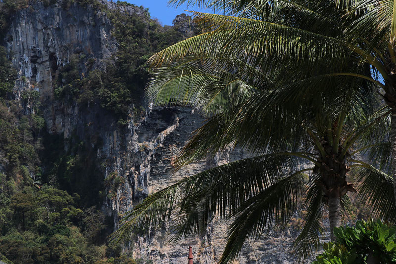 tree and cliff.jpg