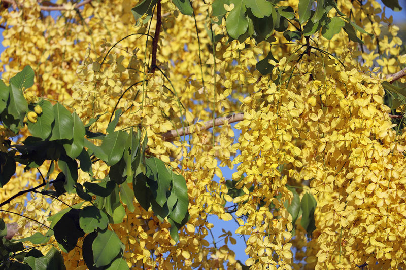 leaves and petals.jpg