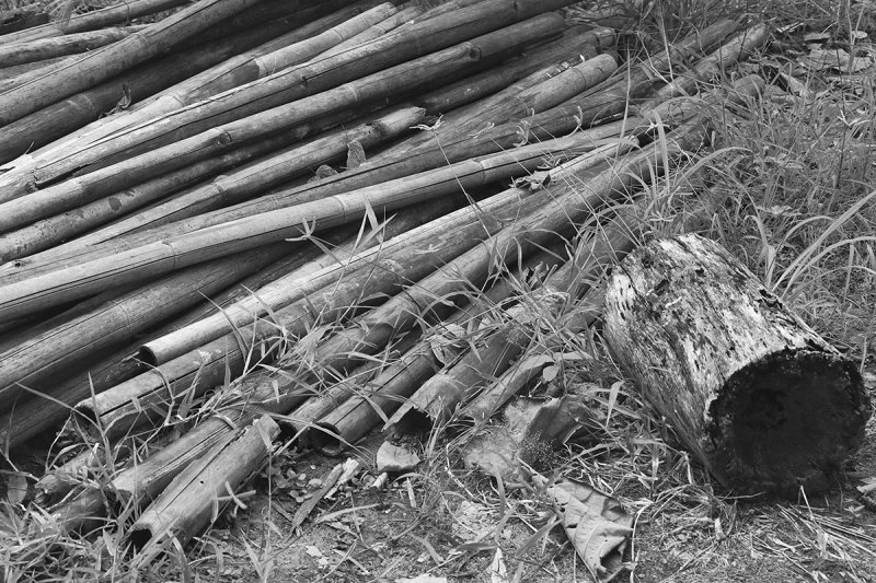 log and bamboo.jpg