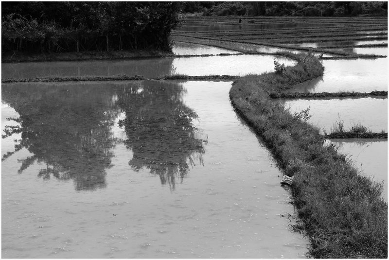 flooded paddies.jpg