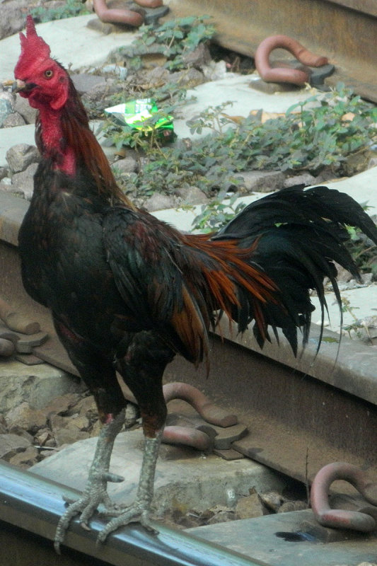 iron rooster.jpg