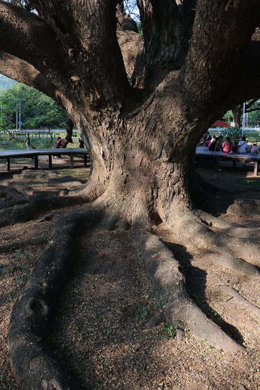 giant monkey pod tree.jpg