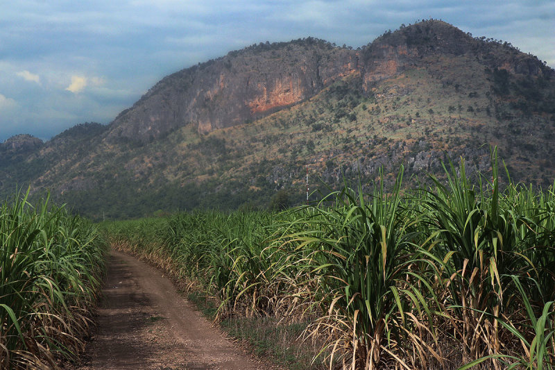 sugar cane road.jpg
