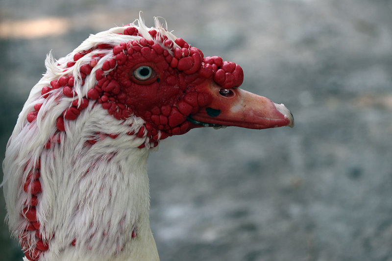 muscovy duck.JPG