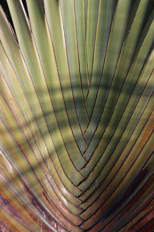 frond pattern.jpg