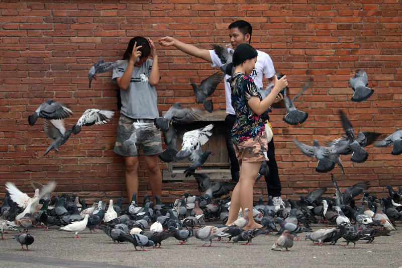 pigeons.jpg