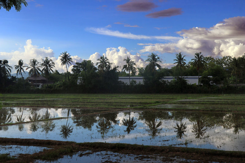 flooded fields.jpg