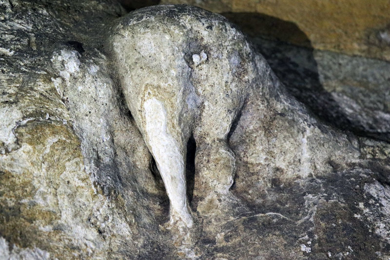 the elephant.jpg