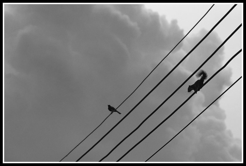 high wire act.jpg