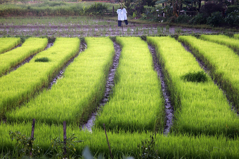 rice seedlings and scarecrow.jpg