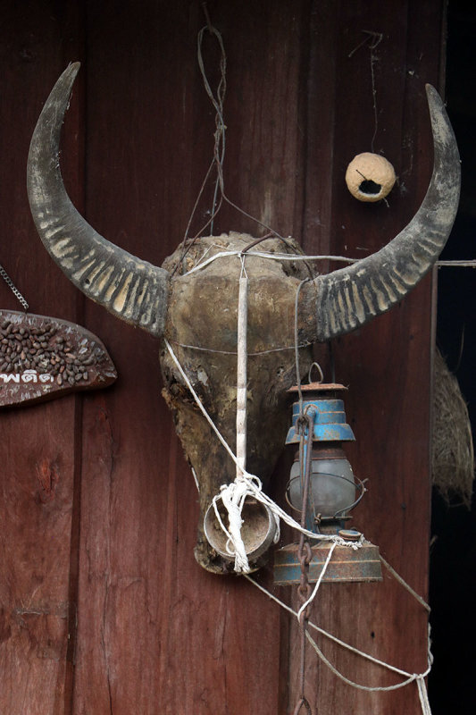 buffalo skull.jpg