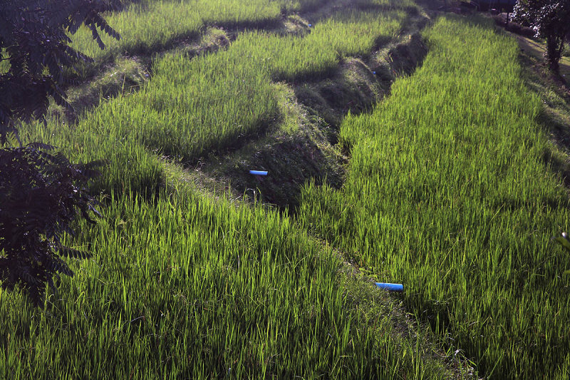 terraced.jpg