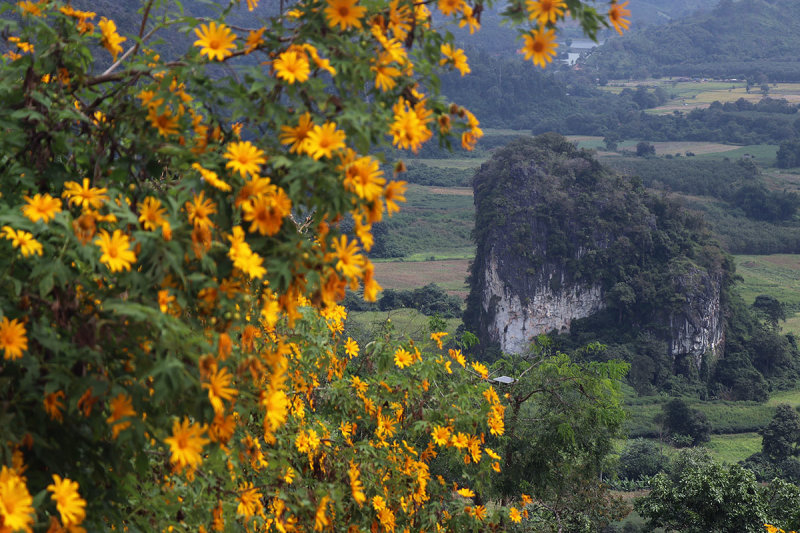 hillock and flowers.jpg