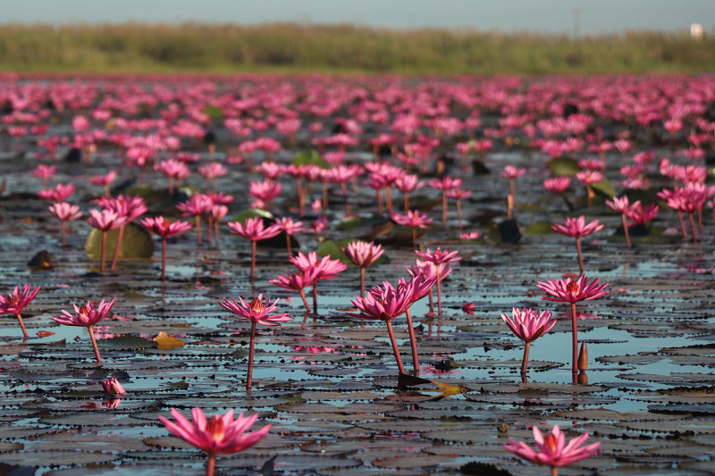 red lotus.jpg