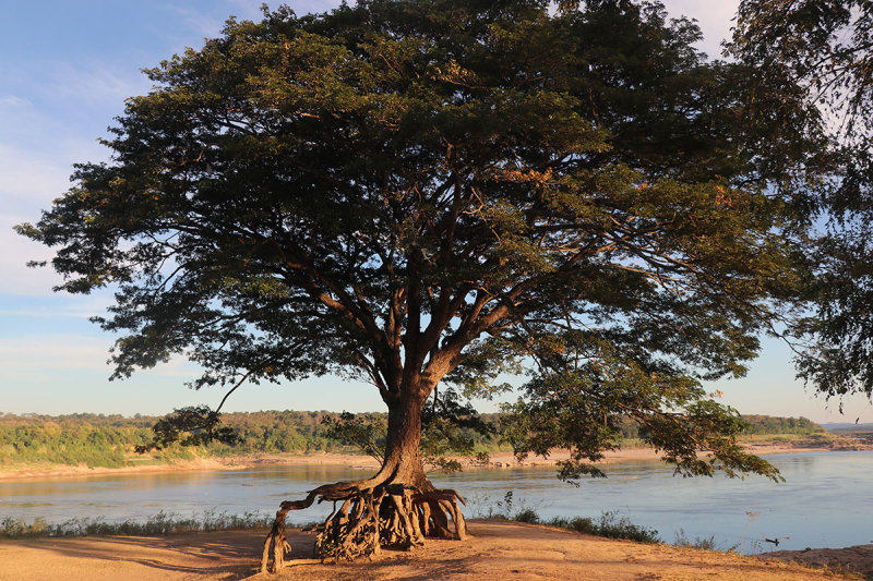 rain tree.jpg