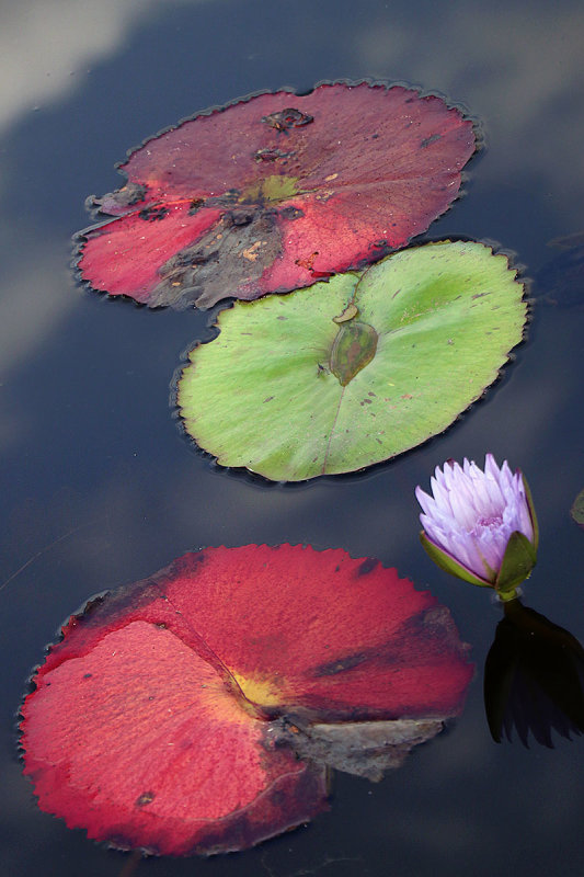 lily pads and flower.jpg