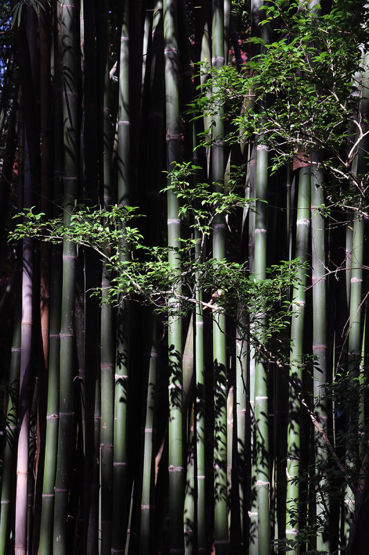 bamboo stand.jpg