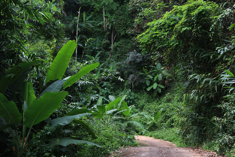 jungle road.jpg