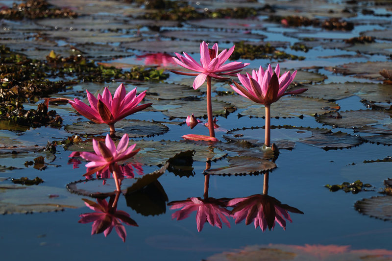 lotus.jpg