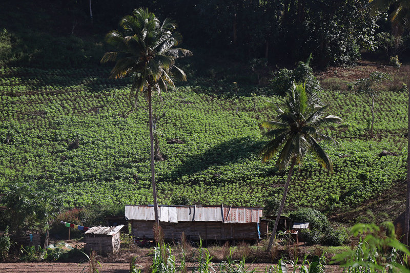 fields trees shacks.jpg