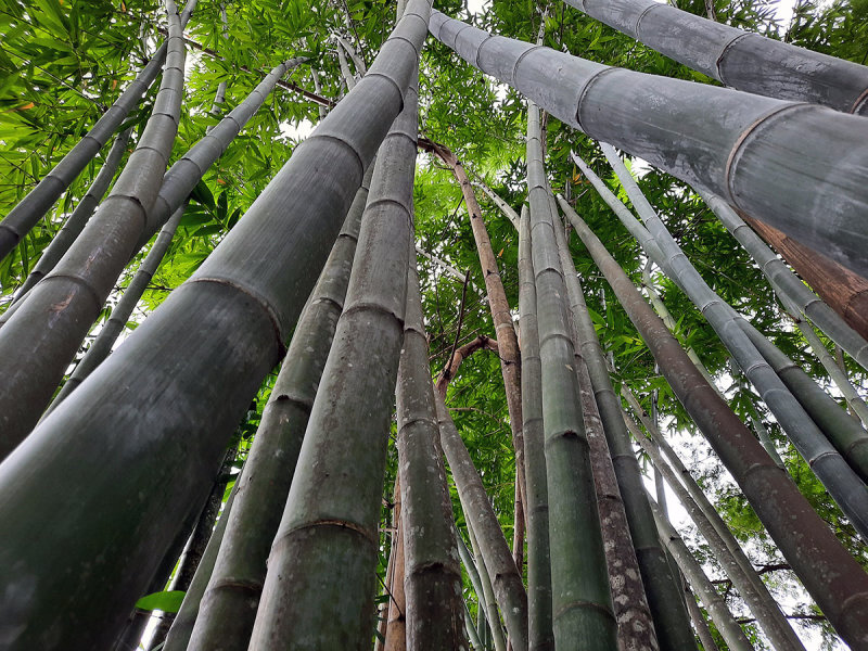 bamboo grove.jpg
