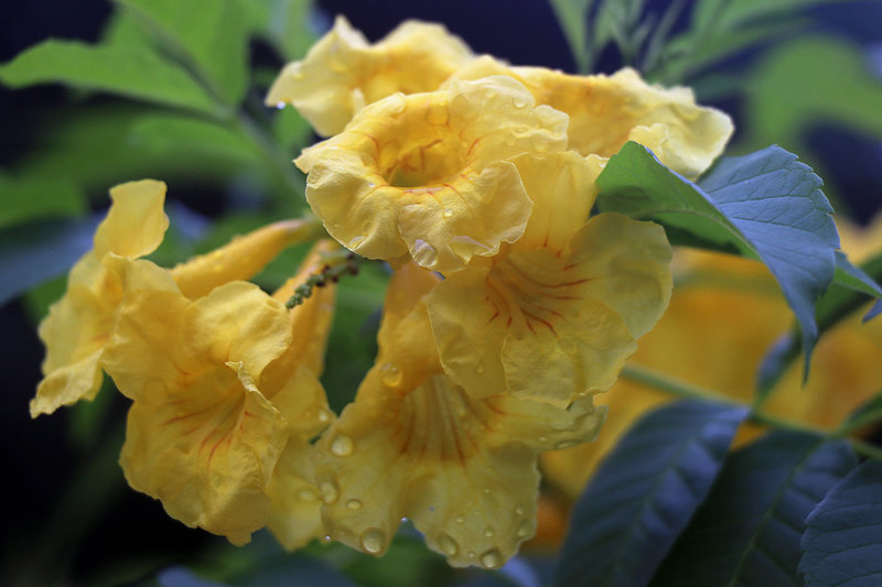 morning dew.jpg