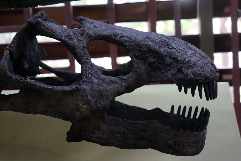 dinosaur skull.jpg