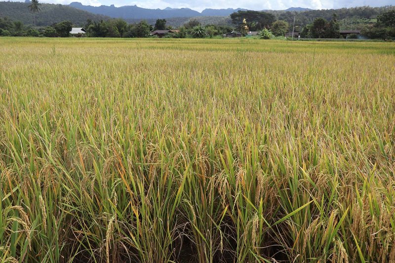 nearing harvest.jpg