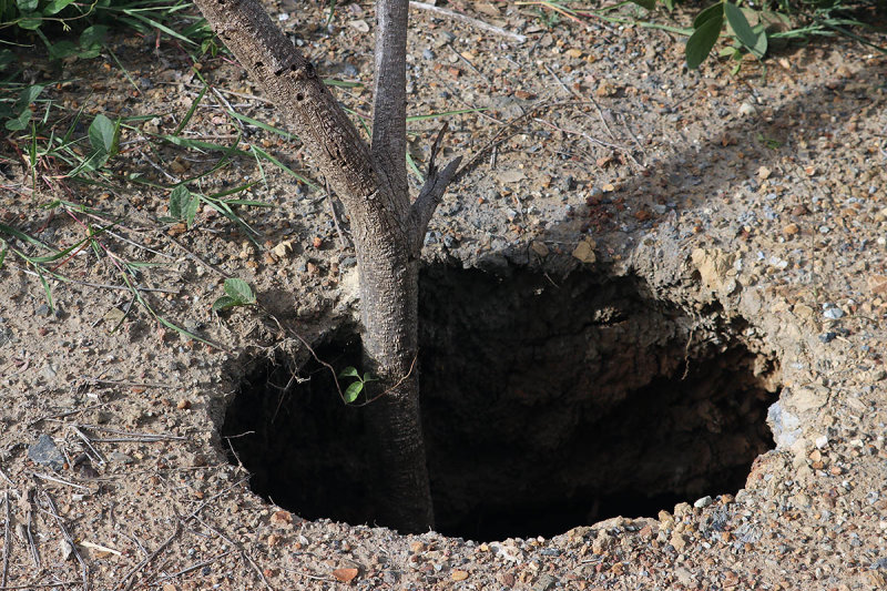 a tree grows in a sinkhole.jpg