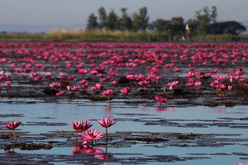 flowers and shore.jpg
