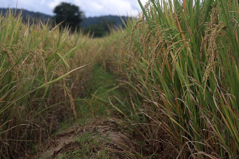 rice dike.jpg