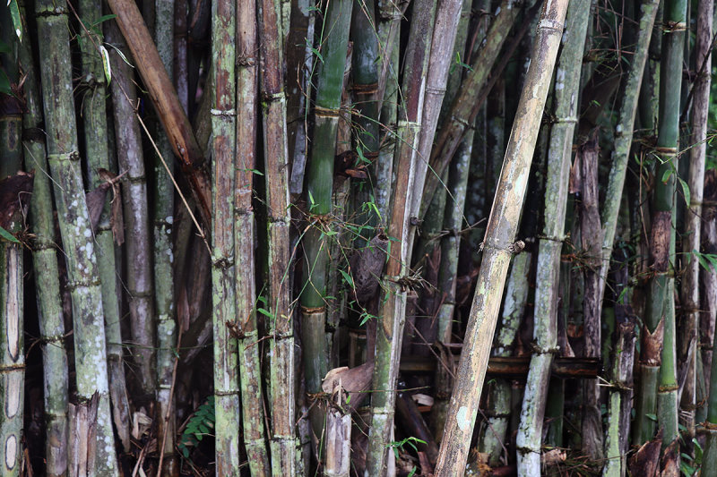 bamboo.jpg