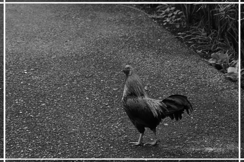 chicken road.jpg
