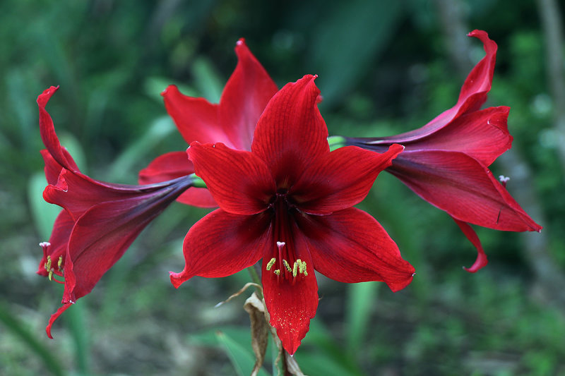 red on green.jpg